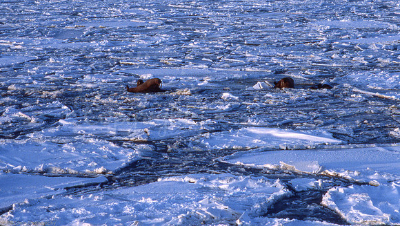 Walrus Ice Pack Arctic
