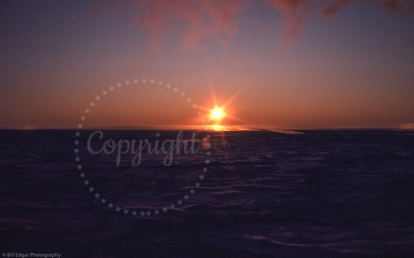 Arctic