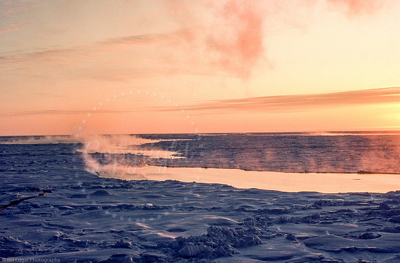 Arctic