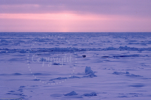 Arctic Polar Bear