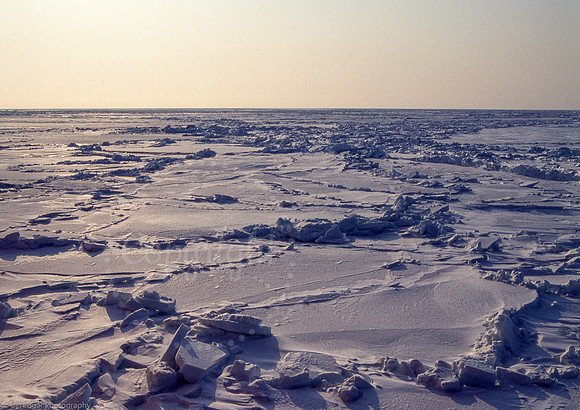 Arctic