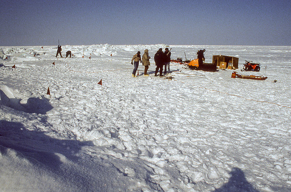 Arctic