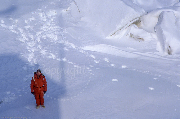 Arctic Tommy Cook