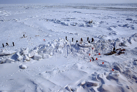 Arctic