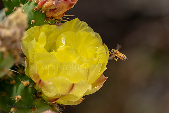 8x12 - Honeybee Cactus Flower