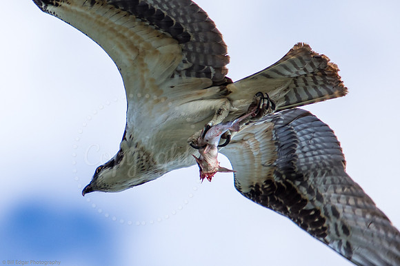 Osprey with Fish Everglades NP Florida