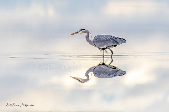 8x12 - Heron Reflection 8x12 - Fraser River British Columbia