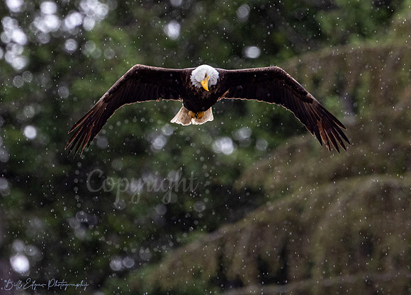 Bald Eagle in the rain - Seabeck, Washington
