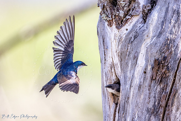 Tree Swallow Skagit Washington