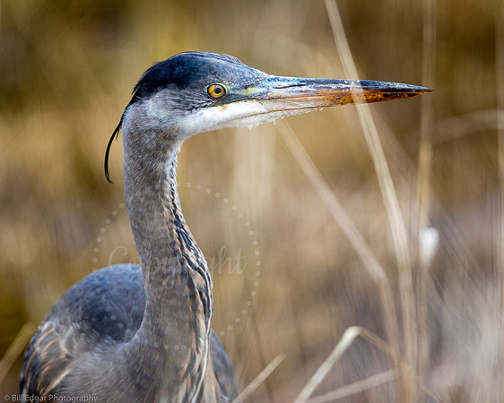 Great Blue Heron Billy Frank Jr. Nisqually National Wildlife Refuge Washington