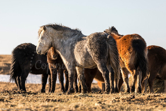 Icelandic Horses Iceland