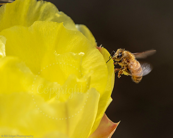 Honeybee on Prickly Pear Cactus Flower Lake Forest California
