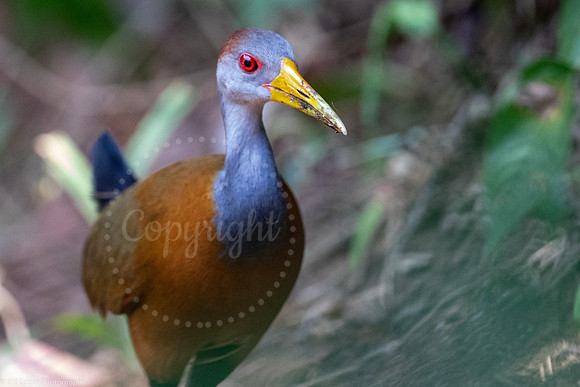 Russet-naped Wood-Rail