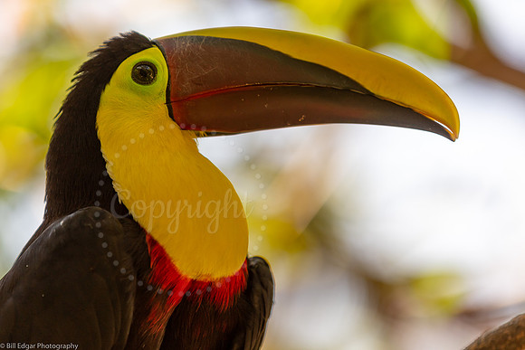 Toucan