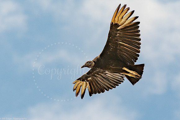 Vulture