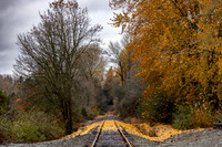 Fall in Renton, Washington December 1, 2023