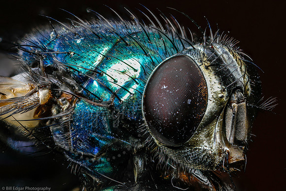Super Fly Macro