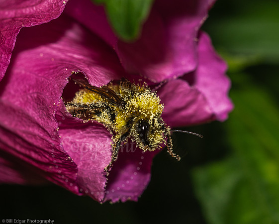 Pollen-laden Bumblebee