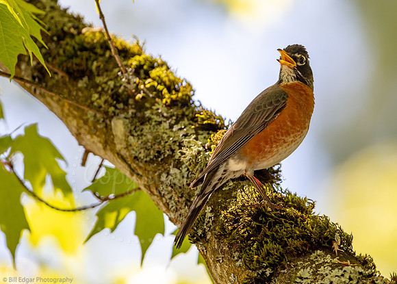 Robin in springtime