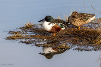 Reifel Migratory Bird Refuge December 12, 2023