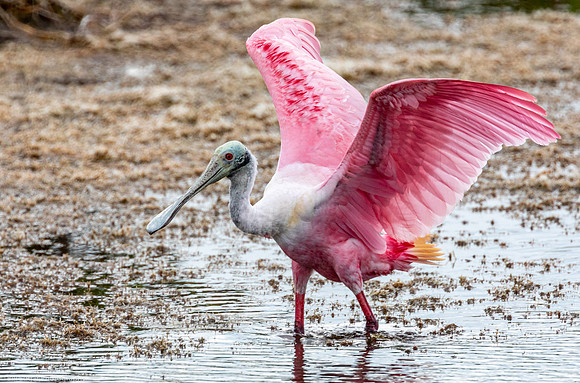 Roseate Spoonbill Merritt Island NWR Florida