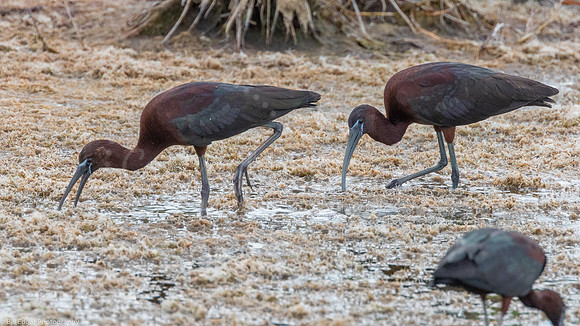Glossy Ibis