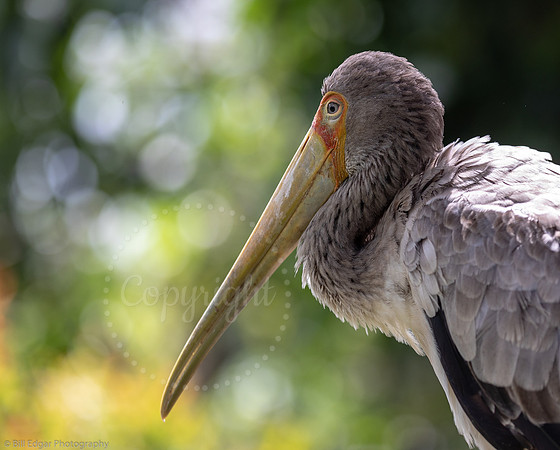 Yellow-billed Stork