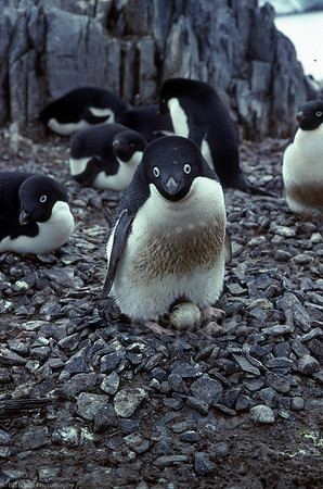 Antarctica Adélie penguins