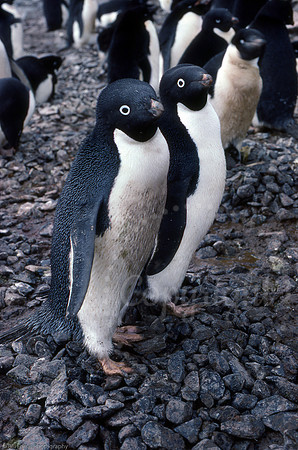 Antarctica Adélie penguins