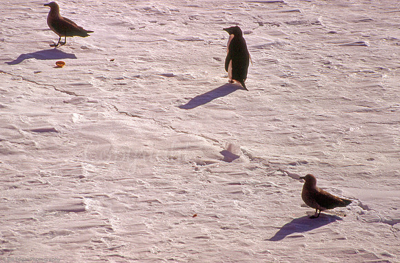 Antarctica Skua Emperor Penguin