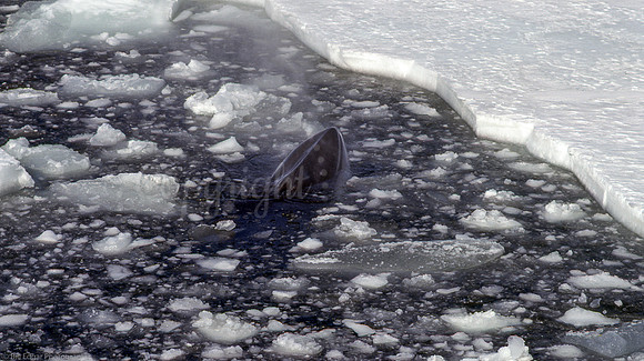 Antarctica Minke Whale