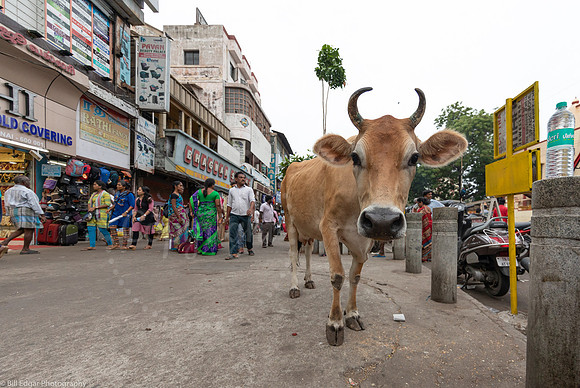 Chennai Street Cow