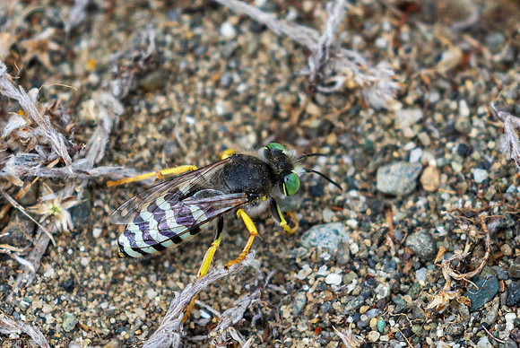 Bembix Sand Wasp