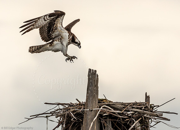 Osprey