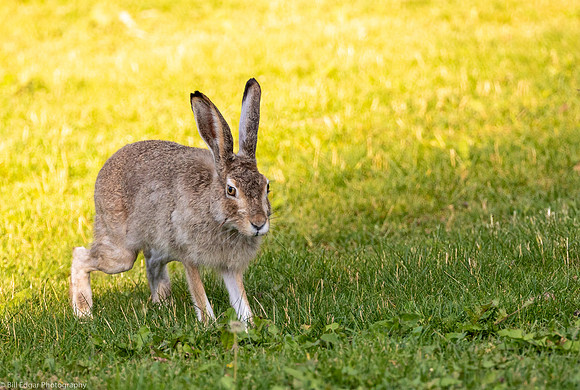 White-tailed Jackrabbit
