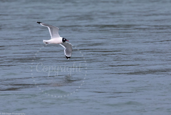 Franklin's Gull