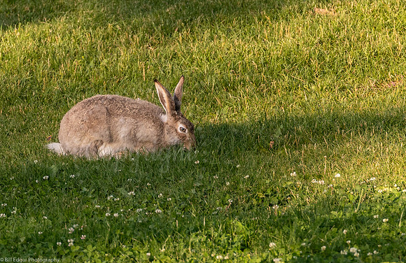 White-tailed Jackrabbit