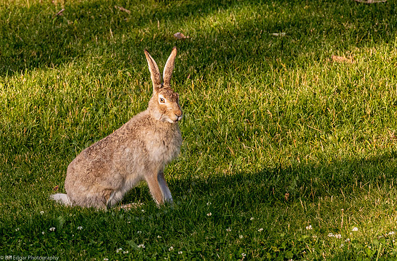 White-tailed Jackrabbit