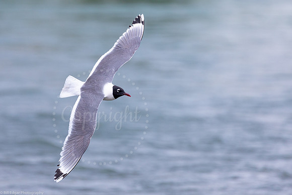 Franklin's Gull