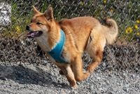 Dog Parks