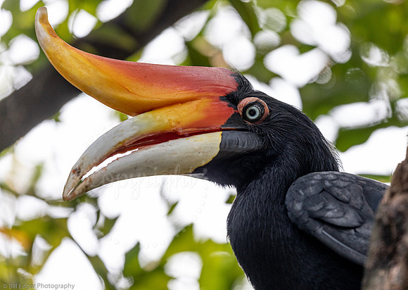 Hornbill Kuala Lumpur Malaysia
