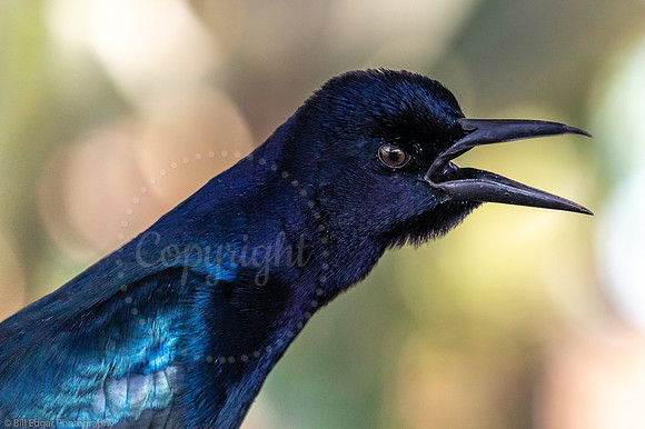 Common Grackle