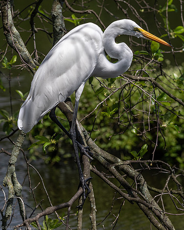 Egret