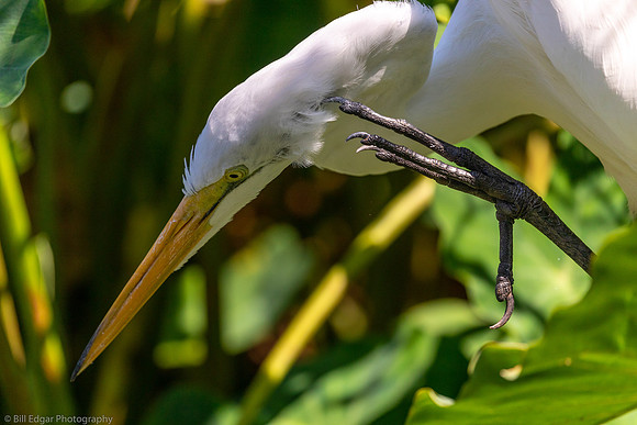 Egret