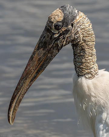Wood Stork