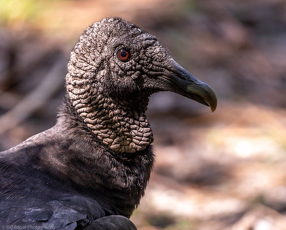 Black Vulture