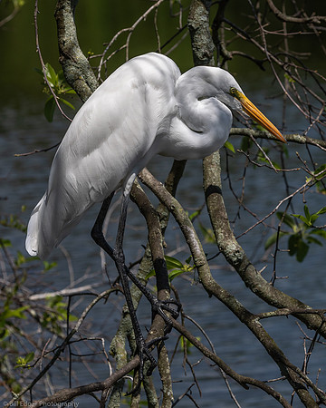 Egret