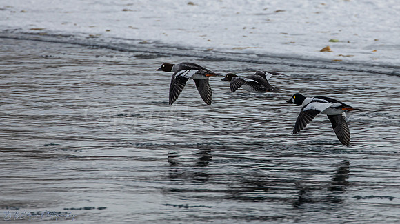 Common goldeneye ducks Calgary Alberta Canada