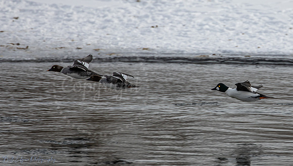 Common goldeneye ducks Calgary Alberta Canada