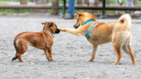 Willis-Tucker Off-lease Dog Park May 26, 2019